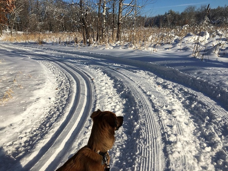 A brown dog standing on a snowy road