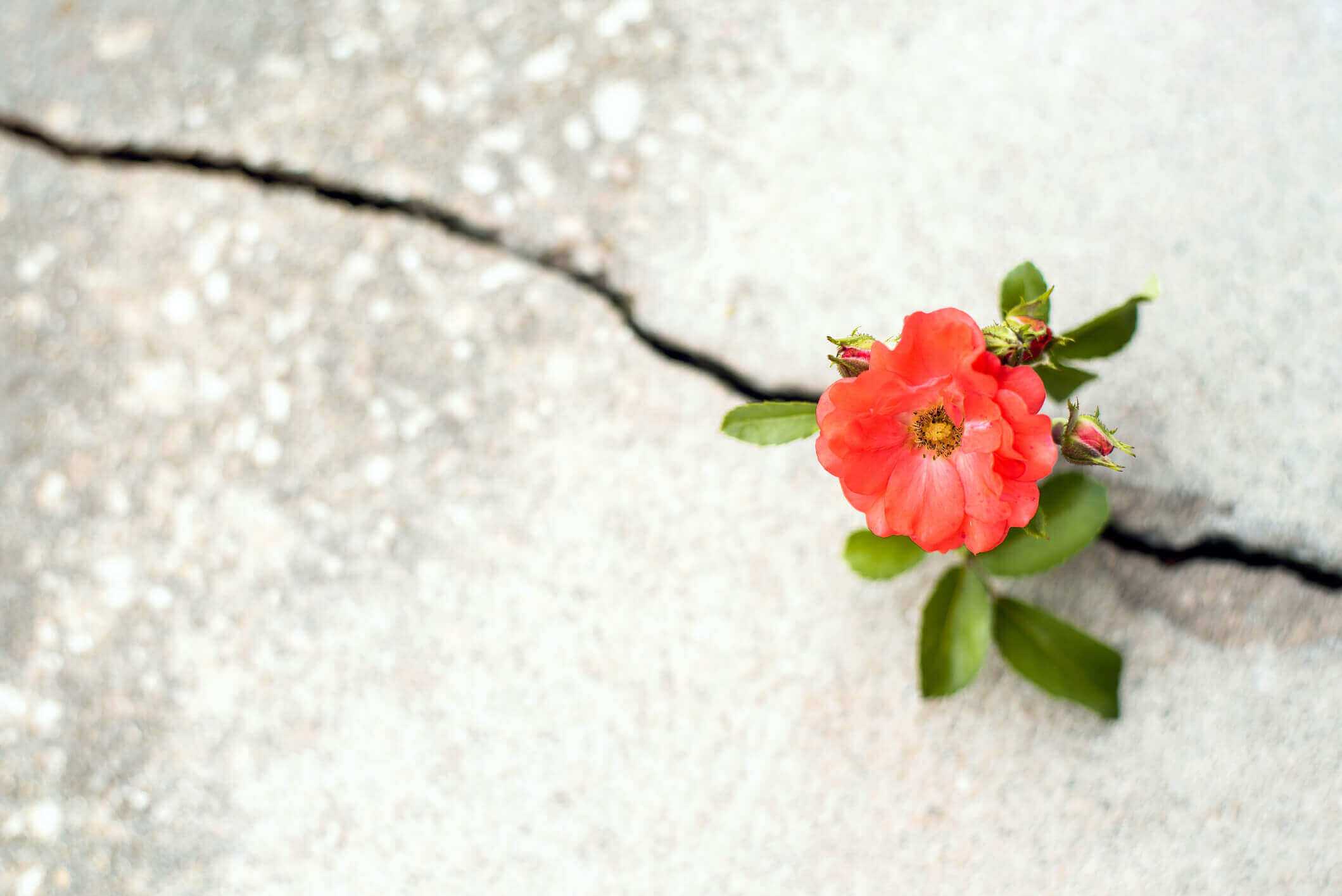 Flower growing in crack