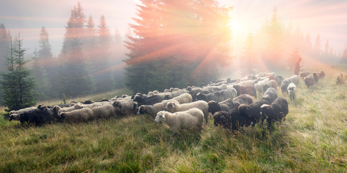 shepherd with his sheep