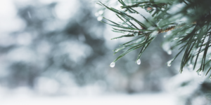 A branch of a pine tree dripping in ice