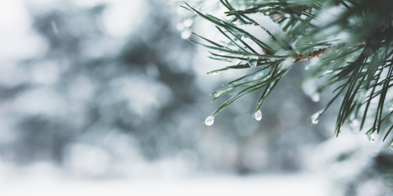 A branch of a pine tree dripping in ice