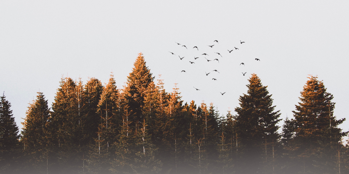 Birds over a forest