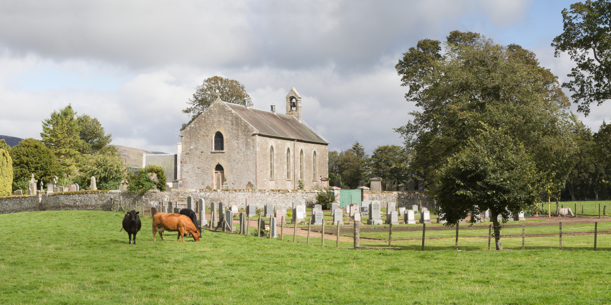 A peaceful, old stone church in the countryside. Cattle are grazing alongside the old cemetary