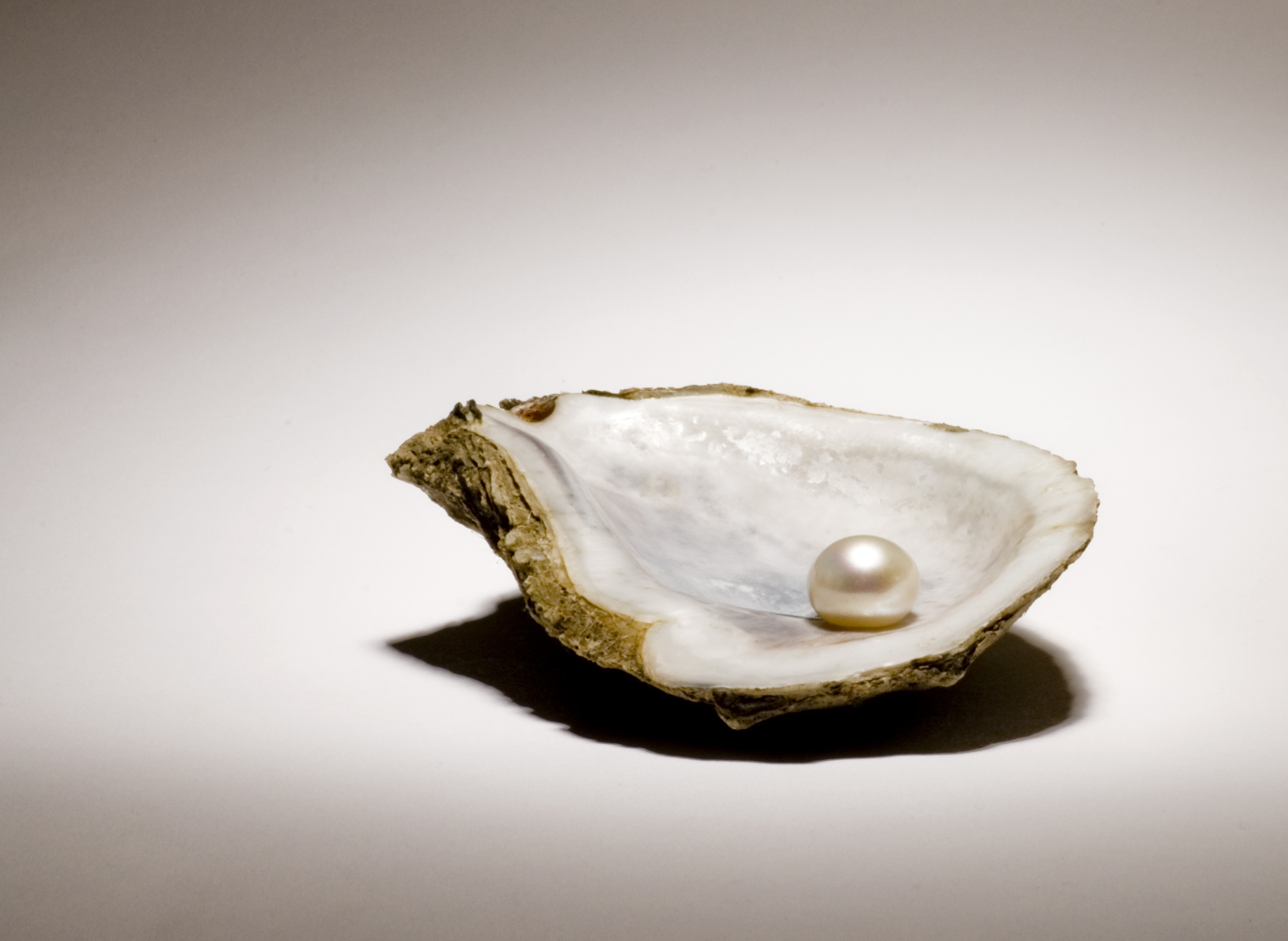 Pearl in oyster shell - demonstrating how it's a wound