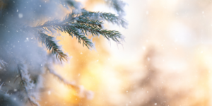 A pine tree's branches during a snowy day