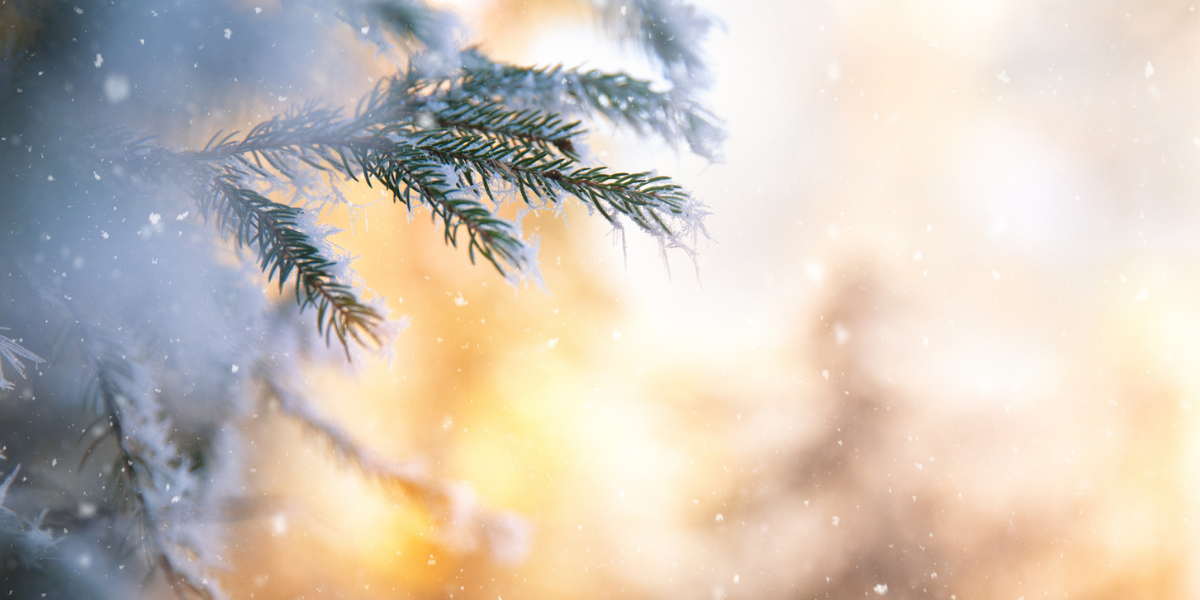 A pine tree's branches during a snowy day